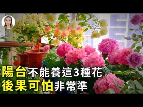 麒麟花陽台|陽台種植指南：適合陽台的植物推薦 